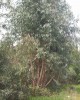 Ευκάλυπτος κοινός - Eucalyptus camadulensis