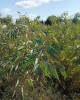 Ευκάλυπτος κοινός - Eucalyptus camadulensis