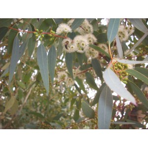 Ευκάλυπτος μελισσοκομικός - Eucalyptus melliodora