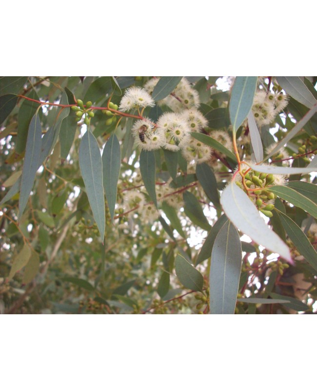 Ευκάλυπτος μελισσοκομικός - Eucalyptus melliodora