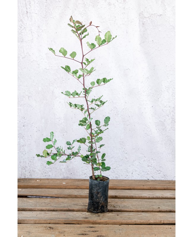 Χαρουπιά - Ceratonia siliqua