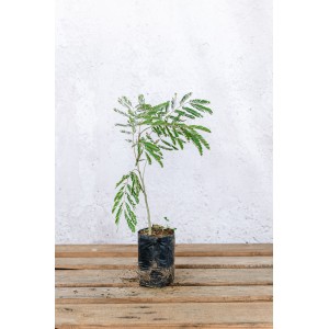 Γιακαράντα - Jacaranda mimosifolia