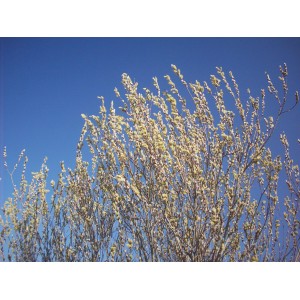 Ιτιά καπρέα -Salix caprea