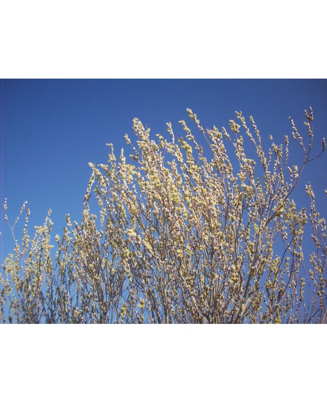 Ιτιά καπρέα -Salix caprea