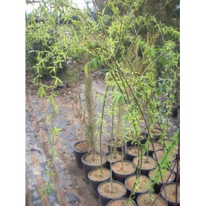 Ιτιά κλαίουσα - Salix babylonica