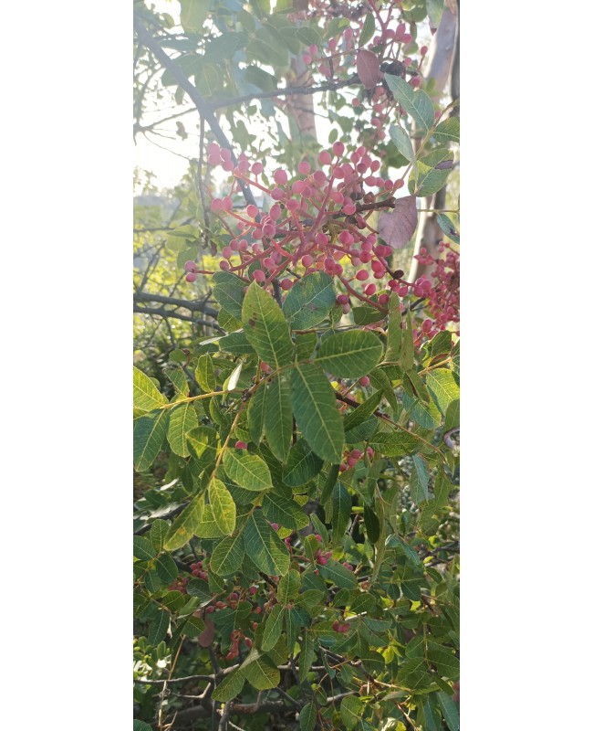 Κοκορεβυθιά -Pistacia terebinthus