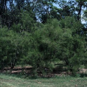 Αλμυρίκι - Tamarix parviflora