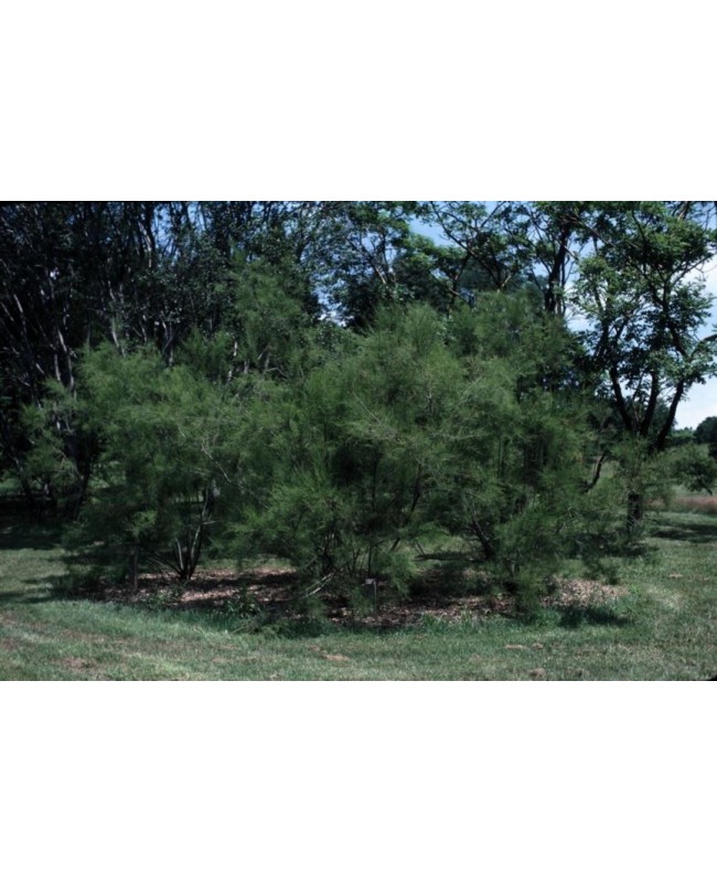 Αλμυρίκι - Tamarix parviflora
