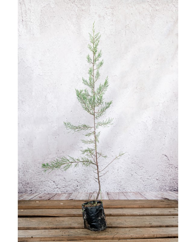 Γιουνίπερος (Άρκευθος) φοινικικός -Juniperus phoenicaea