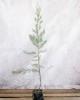 Γιουνίπερος (Άρκευθος) φοινικικός -Juniperus phoenicaea