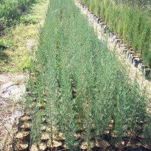 Κυπαρίσσι ορθόκλαδο - Cupressus semprevirens stricta var. pyramidallis