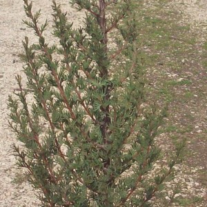 Κυπαρίσσι πλαγιόκλαδο - Cupressus semprevirens var. horizontalis