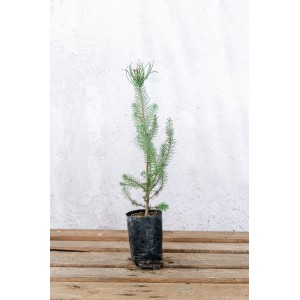 Πεύκη κουκουναριά - Pinus pinea