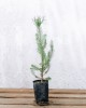Πεύκη κουκουναριά - Pinus pinea