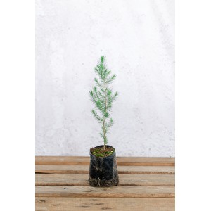 Πεύκη χαλέπιος - Pinus halepensis