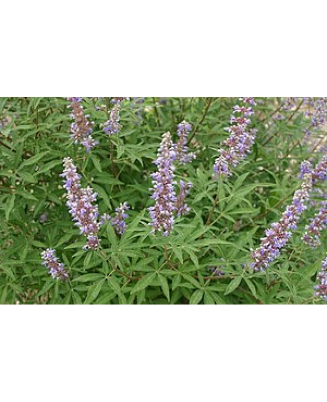 Λυγαριά - Vitex agnus castus