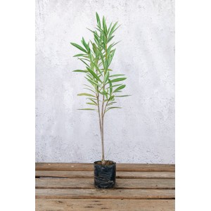 Πικροδάφνη - Nerium oleander
