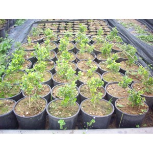 Πυξάρι - Buxus sempervirens